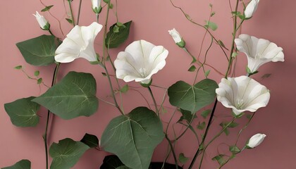 few stems of bindweed with white flowers and green leaves at various angles on rose background
