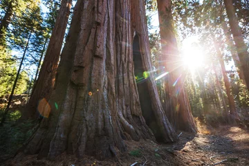 Deurstickers Sequoia © Galyna Andrushko