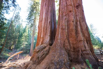 Deurstickers Sequoia © Galyna Andrushko