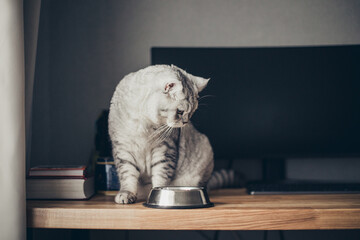 Hungry grey british cat sitting next to bowl of food at home kitchen and looking. - obrazy, fototapety, plakaty