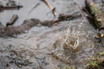 Raindrops in a puddle