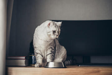 Adorable grey tabby british kitty standing with tail up close to metal bowl with feed and looking in camera on dark background. Cute purebred kitten going to eat. - obrazy, fototapety, plakaty