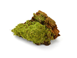 Green moss on rotten branch isolated on white. Green moss on tree bark isolated on white background. 