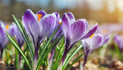 beautiful violet crocuses