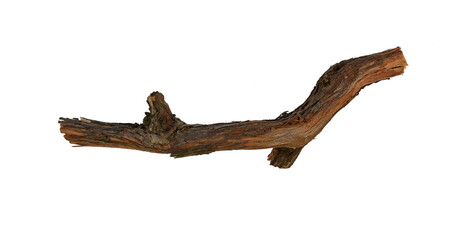 Dried vine branch as a decorative element isolated on white.