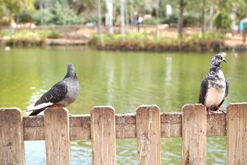 Two pigeons on a wooden fence