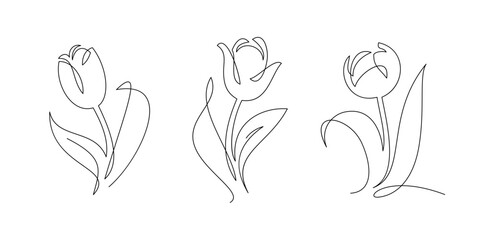 One line tulip flowers, vector drawing - 755097832
