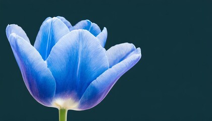 tulip blue flower on isolated background with clipping path closeup for design transparent background nature