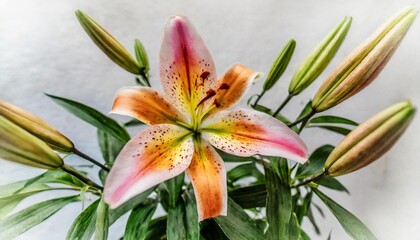 watercolor lily on the white background birth month flower