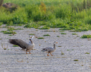 Bar Headed Goose