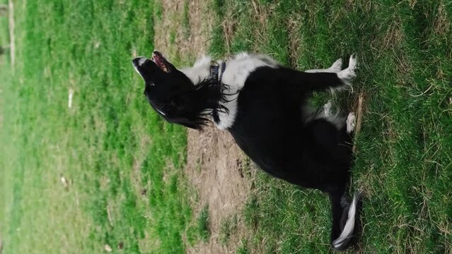 A charming black and white border collie sits on the green grass and performs various tricks, walks on hind legs and raises front paws. A cute mutt on a walk in the spring park