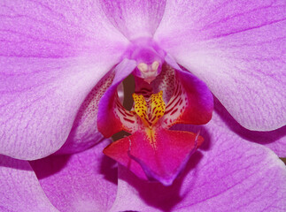 Macro view of a orchid flower. Detail © Herman Vlad
