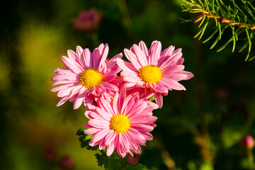 Obraz premium Flowers of painted daisy in a garden