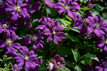 climbing plant clematis with large purple flowers and green leaves