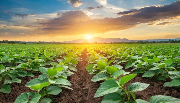 agricultural soy plantation on field with sunset background