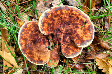 An old specimen of Phaeolus schweinitzii (Dyers Polypore)
