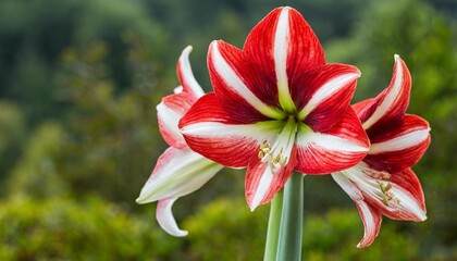 red and white mixed amaryllis flower