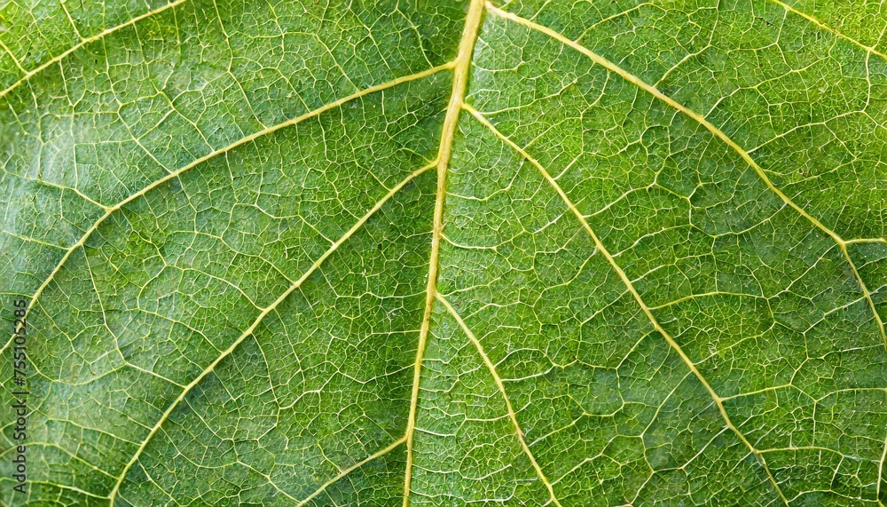 Wall mural close up green leaf texture background