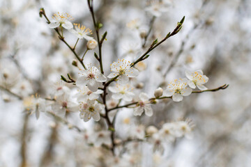 Rosaceae. Prunus cerasus L. Cherry tree. Defocused background