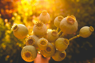 Golden hour bouquet of dried bread seed poppy pods - Powered by Adobe