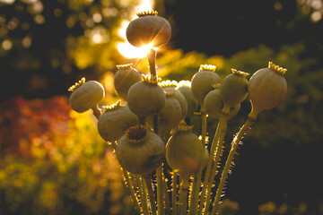 Bouquet of poppy pods with evening sun outlining the silhouette of the seed pods