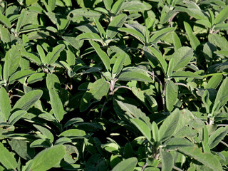 A lush sage bush with some leaves damaged by grasshoppers - 755107619