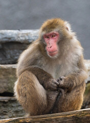 Japanese macaque (Macaca fuscata), also known as the snow monkey - 755107822
