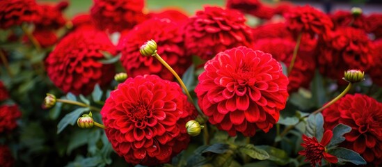 A cluster of vibrant magenta flowers, part of a herbaceous plant, is flourishing as a groundcover in the garden. Each petal of the flowering plant is a beautiful organism in bloom