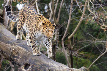  Amur leopard (Panthera pardus orientalis) - 755107855