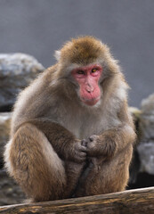 Japanese macaque (Macaca fuscata), also known as the snow monkey - 755107871