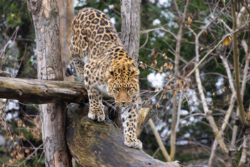  Amur leopard (Panthera pardus orientalis) - 755108002