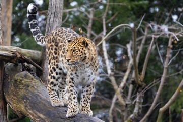  Amur leopard (Panthera pardus orientalis) - 755108082