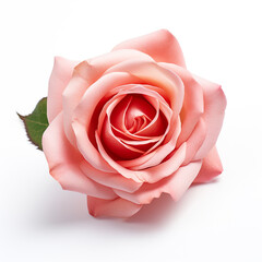 Fototapeta premium Rose, white background, professional photo сreated with Generative Ai