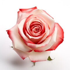 Rose, white background, professional photo сreated with Generative Ai