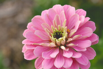 A close-up of a single pink Zinnia bloom