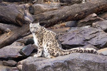 snow leopard (Panthera uncia), commonly known as the ounce - 755108275