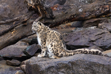 snow leopard (Panthera uncia), commonly known as the ounce - 755108290