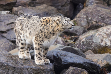 snow leopard (Panthera uncia), commonly known as the ounce - 755108414