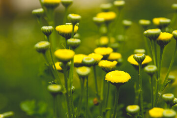 Closeup of yellow feverfew flower buds in the garden