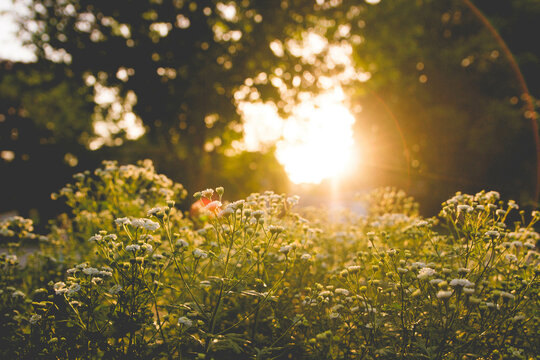 A field of feverfew during golden hour with the sun setting in the background