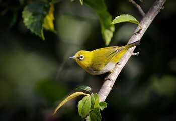 oriental white-eye or india white-eye.this photo was taken from Bangladesh.