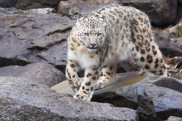 snow leopard (Panthera uncia), commonly known as the ounce - 755108894