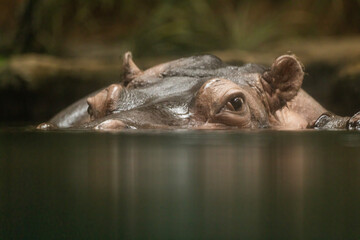  Hippopotamus , also shortened to hippo (pl.: hippos; Hippopotamus amphibius) - 755109097