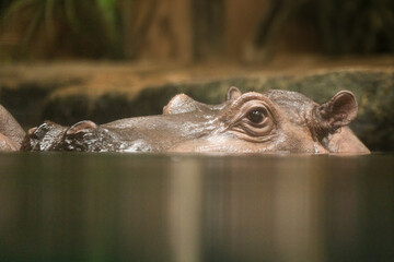  Hippopotamus , also shortened to hippo (pl.: hippos; Hippopotamus amphibius) - 755109218
