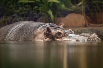  Hippopotamus , also shortened to hippo (pl.: hippos; Hippopotamus amphibius) - 755109224