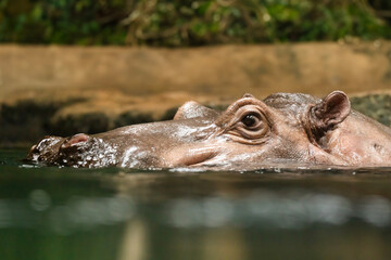  Hippopotamus , also shortened to hippo (pl.: hippos; Hippopotamus amphibius)