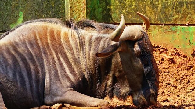 a relaxing wildebeest 10bit 4k 60fps