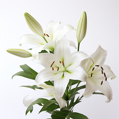 Fototapeta premium Lily, white background, professional photo сreated with Generative Ai