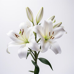 Fototapeta na wymiar Lily, white background, professional photo сreated with Generative Ai