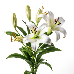 Fototapeta premium Lily, white background, professional photo сreated with Generative Ai